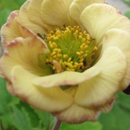 Benoîte Two Tone Pearl - Willemse