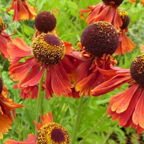 Helenium Moerheim Beauty - Hélénie Moerheim Beauty - Hélénie