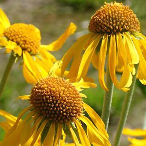 Hélénie de Hoopes - Helenium hoopesii - Plantes