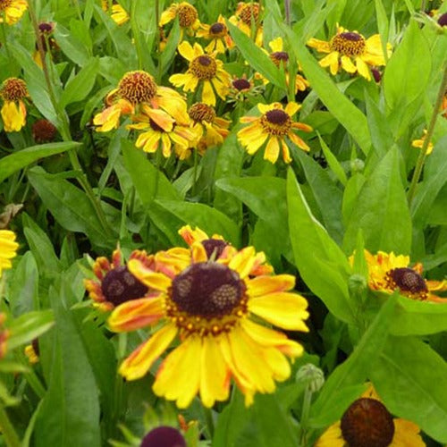 Helenium wyndley - Hélénie Wyndley - Hélénie