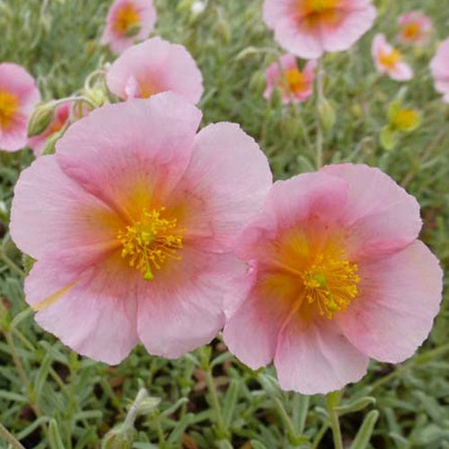 3 Hélianthèmes Rhodanthe Carneum - Willemse