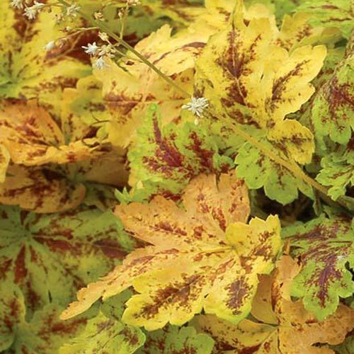 Heucherella Solar Power - Willemse