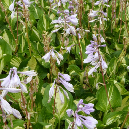 Hosta Center of Attention - Willemse