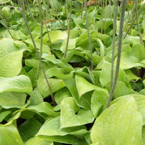 Hosta Red Cadet - Hosta red cadet - Plantes