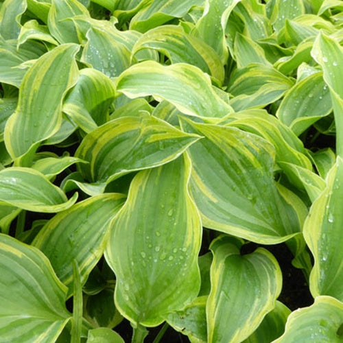 Hosta The King - Willemse