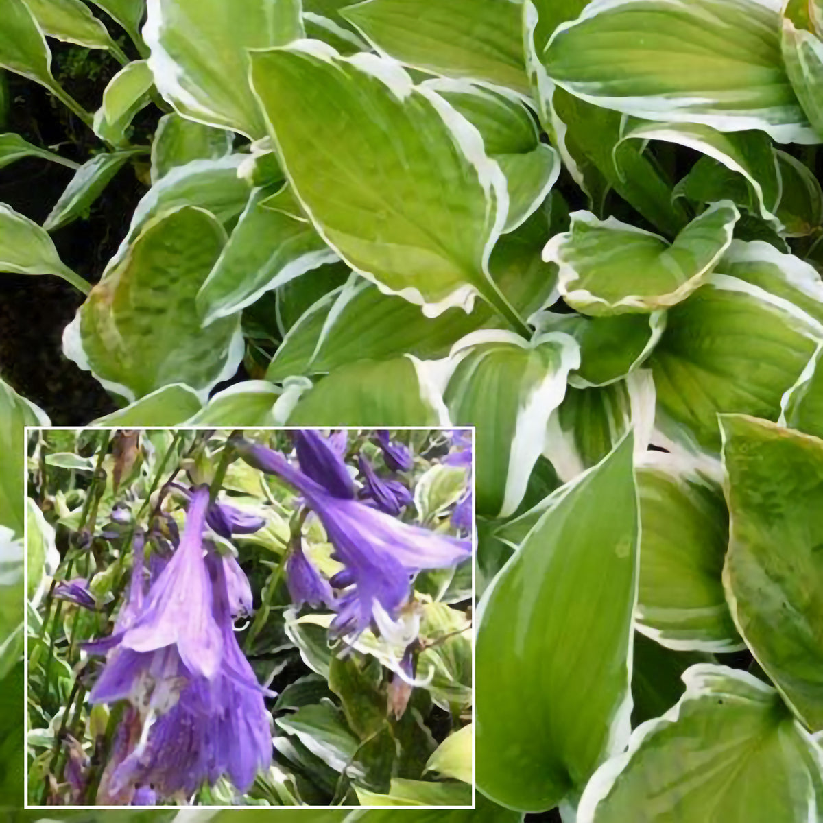 Hosta de Siebold Ginko Craig