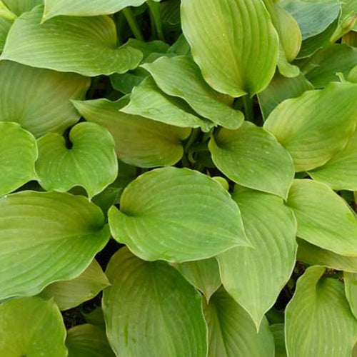 Hosta à feuilles ondulées Erromena - Willemse