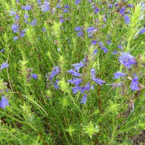 3 Hysope officinale - Willemse