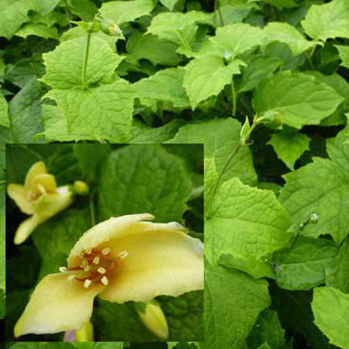 Fleur de cire - Kirengeshoma palmata - Willemse