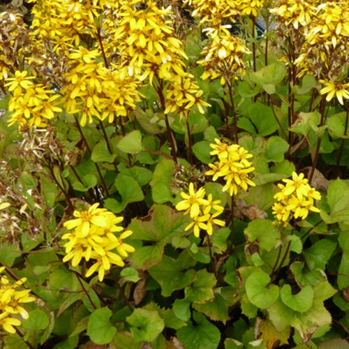 Ligulaire Laternchen - Willemse