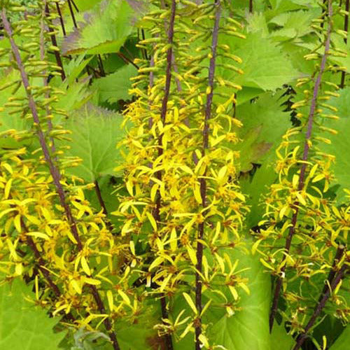 Ligulaire du Shavalski The Rocket - Ligularia stenocephala the rocket - Plantes