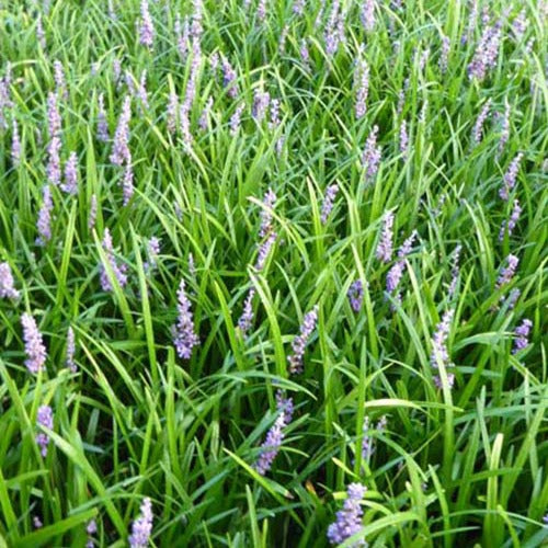 Liriope muscari Big Blue - Liriope muscari big blue - Plantes