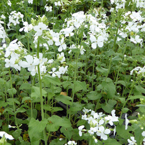Monnaie du Pape à fleurs blanches - Willemse