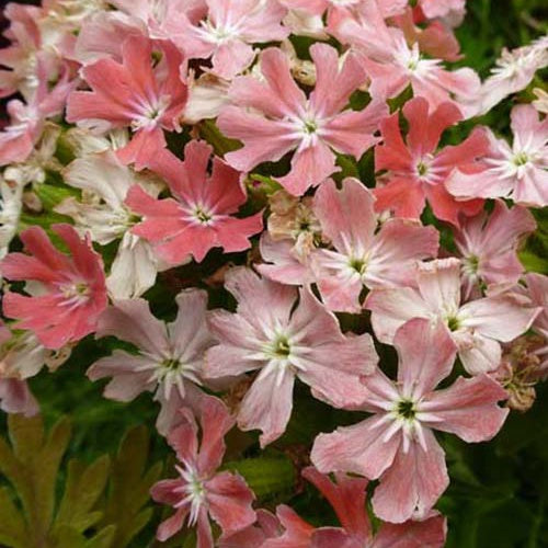 3 Croix de Jérusalem roses - Willemse