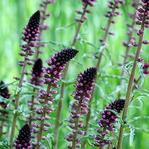 Lysimaque pourpre - Willemse