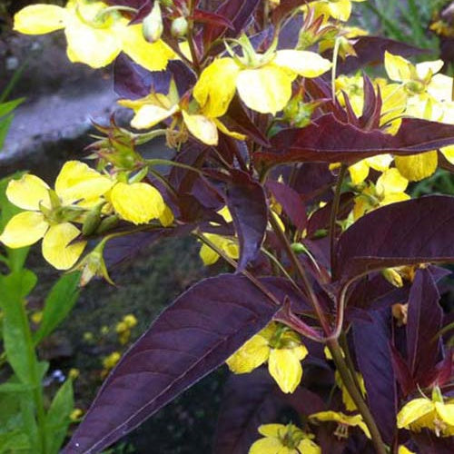 Lysimaque ciliée Firecracker - Willemse