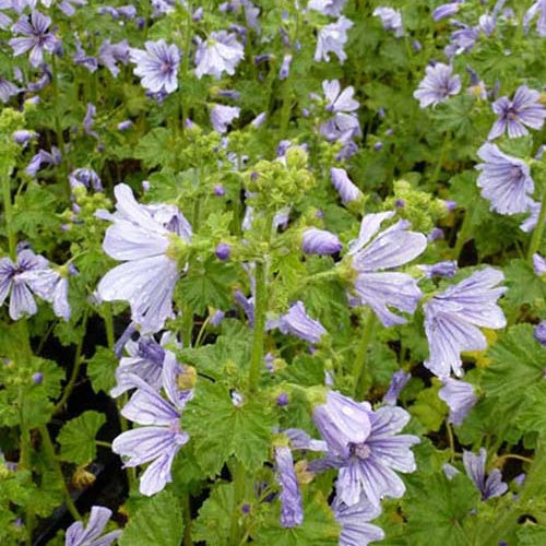 Mauve des bois Dema Marina - Willemse