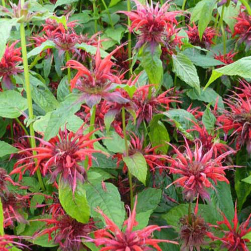 Monarde Cambridge Scarlet - Monarda cambridge scarlet - Willemse
