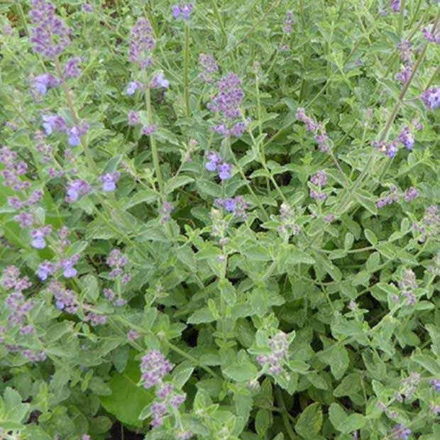 3 Nepetas Six Hills Giant - Nepeta faassenii six hills giant - Plantes