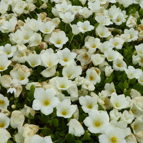 Nierembergia rampante - Willemse