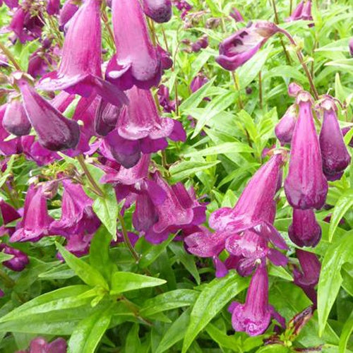 Galane Raven - Penstemon - Willemse