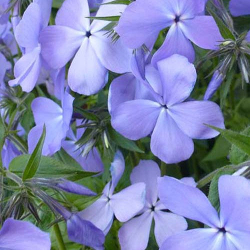 Phlox divariqué Blue Moon - Willemse