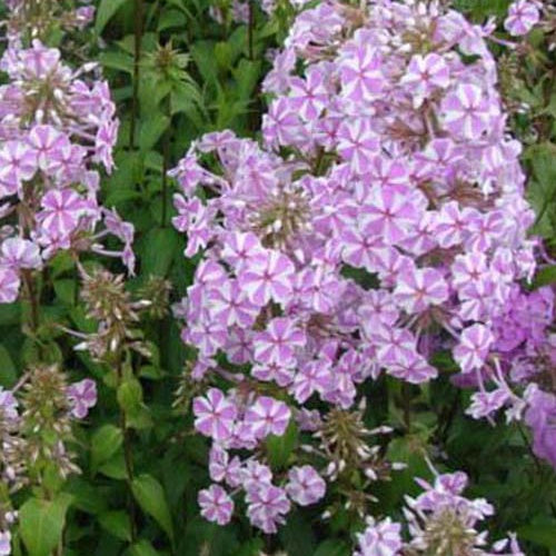 Phlox maculé Natascha - Willemse
