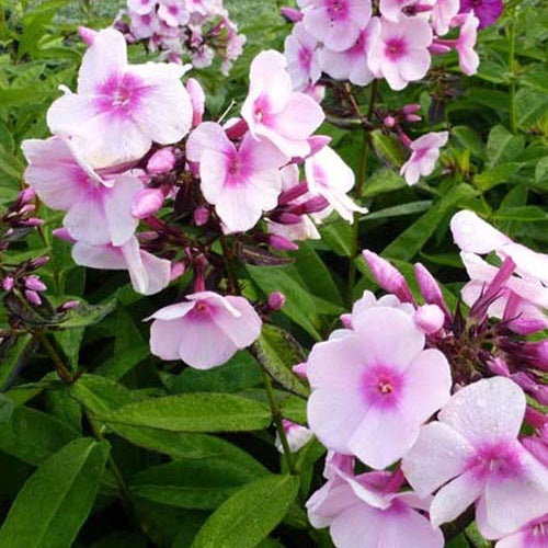 3 Phlox paniculé Bright Eyes - Willemse