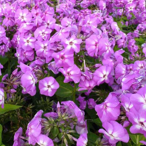 3 Phlox hybride Barten Lilac Flame - Willemse