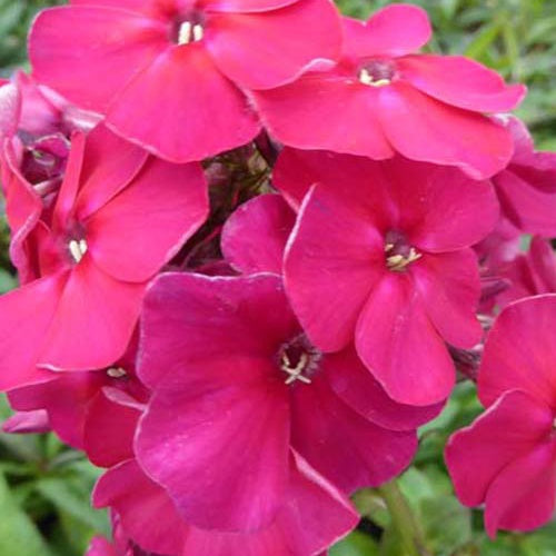 3 Phlox paniculé Septemberglut - Willemse