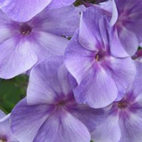 Phlox paniculé Sternhimmel - Willemse