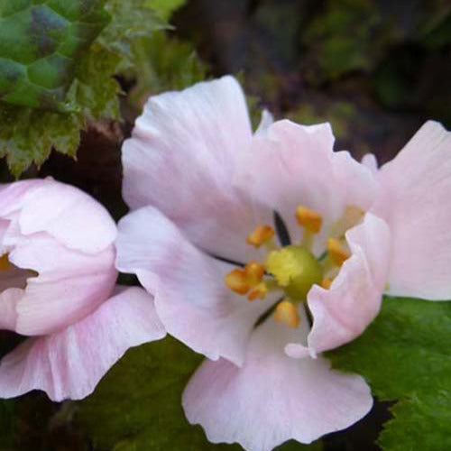 Podophylle pelté - Podophyllum hexandrum - Plantes