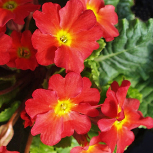 Primevère Tomato Red - Willemse