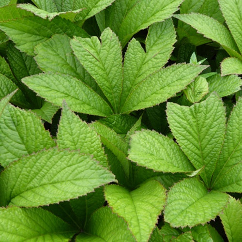 Rodgersia pinnata Crug Cardinal - Willemse