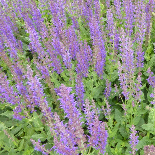 Sauge des bois Mainacht - Salvia nemorosa mainacht - Willemse