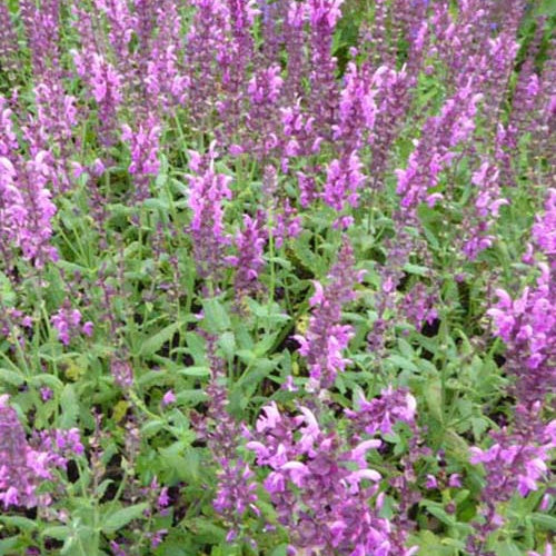 Sauge des bois Pink Friesland - Willemse