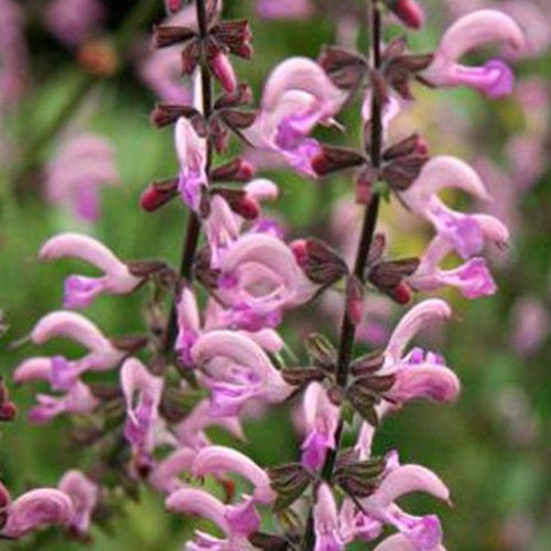 Sauge des prés Rose Rhapsody - Salvia pratensis rose rhapsody ( ballet series ) - Plantes