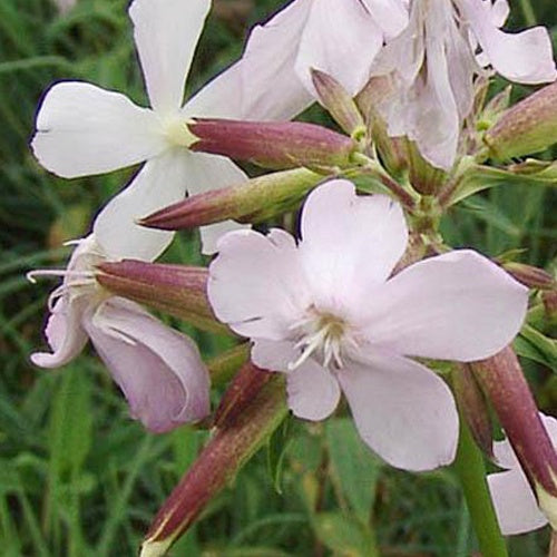 3 Saponaire officinale - Willemse