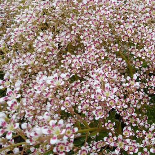 Saxifrage Southside Seedling - Willemse