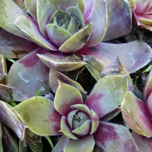 3 Joubarbes Othello - Sempervivum - Willemse