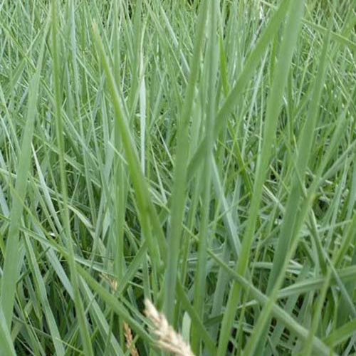 Herbe des dunes - Willemse
