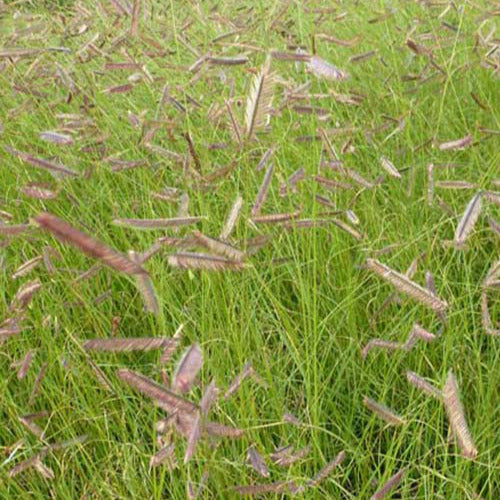 Bouteloua gracilis - Boutelou gracieux - Boutelou