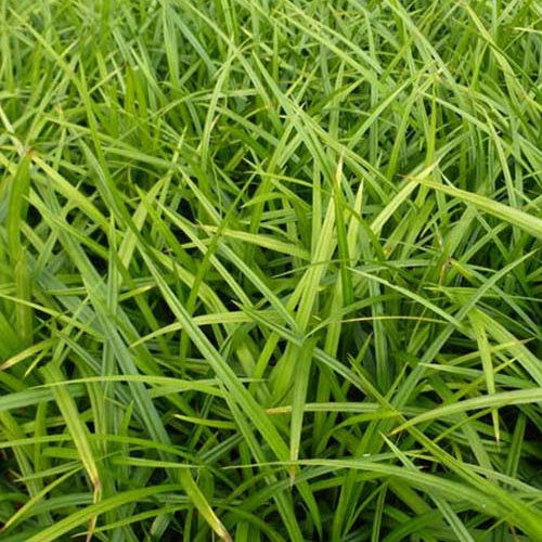 Laîche japonaise - Carex morrowii - Carex morrowii - Willemse