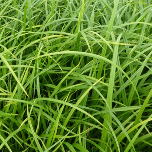 3 Laîches des bois - Carex - Willemse