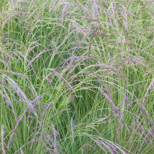 Fétuque améthyste - Festuca amethystina - Willemse