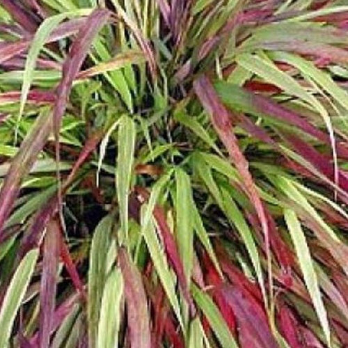 Herbe du Japon Naomi - Hakonechloa macra naomi - Plantes