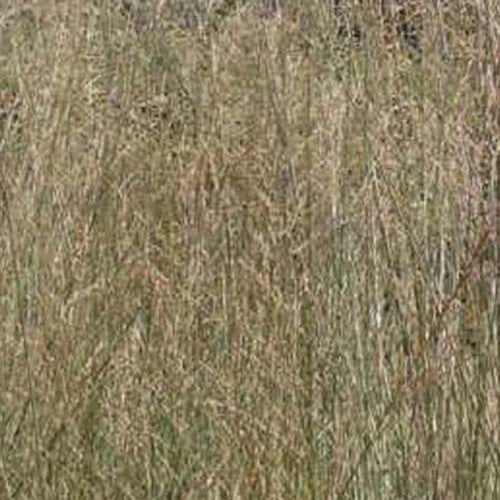 Molinie élevée Windspiel - Willemse