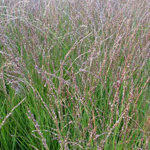 Molinie bleue Heidezwerg - Molinia caerulea heidezwerg - Plantes