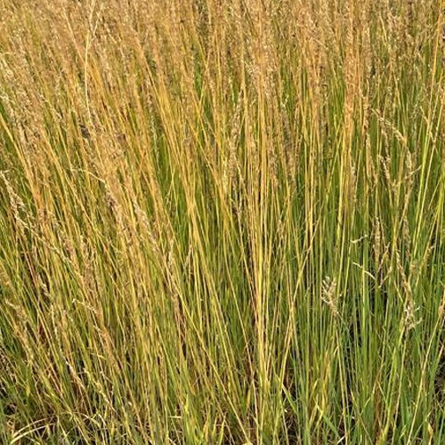 Molinie bleue Moorflamme - Molinia caerulea moorflamme - Plantes