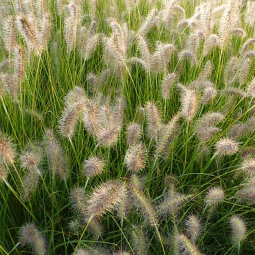 Herbe aux écouvillons GoldStrich - Pennisetum - Willemse
